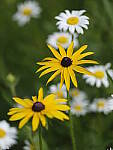 Click to see Y-GF250mm-DSF7413.JPG