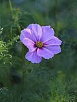 Click to see Y-GF250mm-DSF7734.JPG