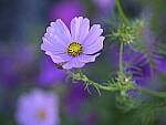 Click to see Y-GF250mm-DSF7743.JPG