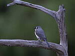 Click to see Y-GF250mm-DSF7754.JPG