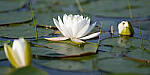 Click to see Y-GF250mm-DSF7760-MOD.JPG