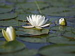Click to see Y-GF250mm-DSF7760.JPG