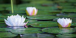 Click to see Y-GF250mm-DSF7801-MOD.JPG