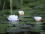 Click to see Y-GF250mm-DSF7801.JPG