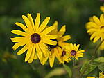 Click to see Y-GF250mm-DSF7861.JPG