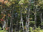 Click to see Y-GF32-64-DSF4591-SHARP-64MM-F8.JPG