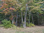 Click to see Y-GF32-64-DSF4598-SHARP-32MM-F8.JPG