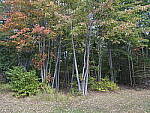 Click to see Y-GF32-64-DSF4599-SHARP-32MM-F11.JPG