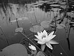 Click to see Y-JG-GF30MM-0038-BETA.JPG