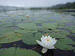 Click to see Y-JG-GF30MM-0082-BETA.JPG