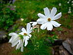 Click to see Y-JG-GF30MM-0541-BETA.JPG
