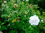 Click to see Y-JG-GF30MM-0547-BETA.JPG