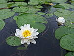 Click to see Y-JG-GF30MM-0573-BETA.JPG