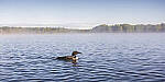 Click to see Y-JG-GF50MM-9721-MOD.JPG