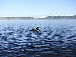 Click to see Y-JG-GF50MM-9721.JPG