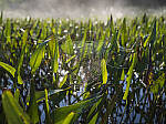 Click to see Y-JG-GF50MM-9808-MOD.JPG