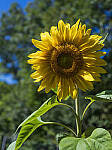 Click to see Y-JG-GF50MM-9817-MOD.JPG