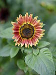 Click to see Y-fuji110f2gf_DSF3342.JPG