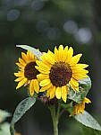 Click to see Y-fuji110f2gf_DSF3353.JPG