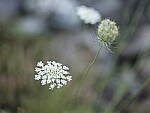 Click to see Y-fuji110f2gf_DSF3394-FRINGING.JPG