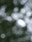 Click to see Y-fuji110f2gf_DSF3502-BOKEH-F4.JPG