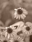 Click to see Y-fuji110f2gf_DSF3577.JPG