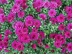 Click to see Y-fuji110f2gf_DSF3633-MOD.JPG