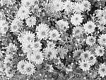 Click to see Y-fuji110f2gf_DSF3636.JPG
