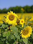 Click to see Y-fuji110f2gf_DSF4064.JPG