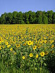 Click to see Y-fuji110f2gf_DSF4090.JPG