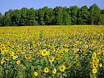Click to see Y-fuji110f2gf_DSF4092.JPG