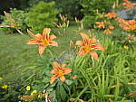 Click to see Y-fuji23f4gf-DSF2939.JPG