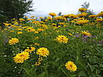 Click to see Y-fuji23f4gf-DSF2941.JPG