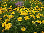 Click to see Y-fuji23f4gf-DSF3011.JPG