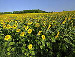 Click to see Y-fuji23f4gf-DSF4044.JPG