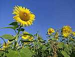 Click to see Y-fuji23f4gf-DSF4082.JPG