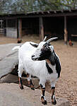 Click to see YC-63mm-0693-SH-EDT.JPG
