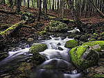 Click to see Y_DSF1759-64-FOCUS-STACK-MOD.JPG
