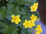 Click to see Y_DSF1789.JPG