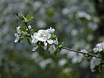 Click to see Y_DSF2251.JPG