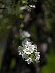 Click to see Y_DSF2253.JPG