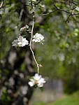 Click to see Y_DSF2261.JPG