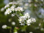 Click to see Y_DSF2273.JPG
