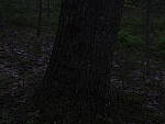 Click to see Y_DSF2352-ISO-100-MINUS-4EV.JPG