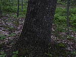 Click to see Y_DSF2354-ISO-100-MINUS-2EV.JPG