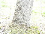 Click to see Y_DSF2359-ISO-100-PLUS-3EV.JPG