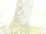 Click to see Y_DSF2360-ISO-100-PLUS-4EV.JPG