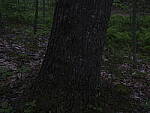 Click to see Y_DSF2364-ISO-200-MINUS-3EV.JPG