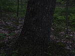 Click to see Y_DSF2370-ISO-400-MINUS-3EV.JPG
