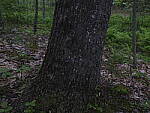 Click to see Y_DSF2371-ISO-400-MINUS-2EV.JPG